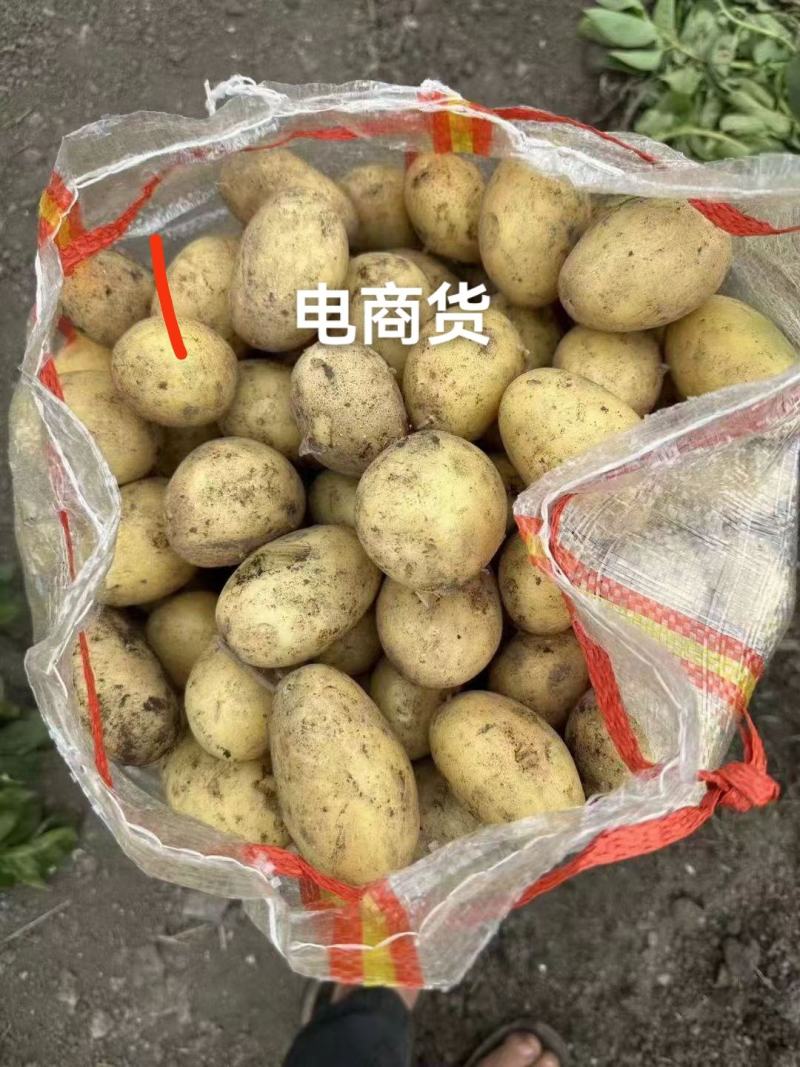 广西万亩土豆基地，超市精品电商通货工厂货均大量供应