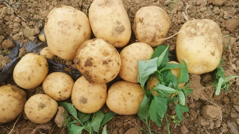 广西大号土豆上市实验v7沃土食堂电商工厂供应