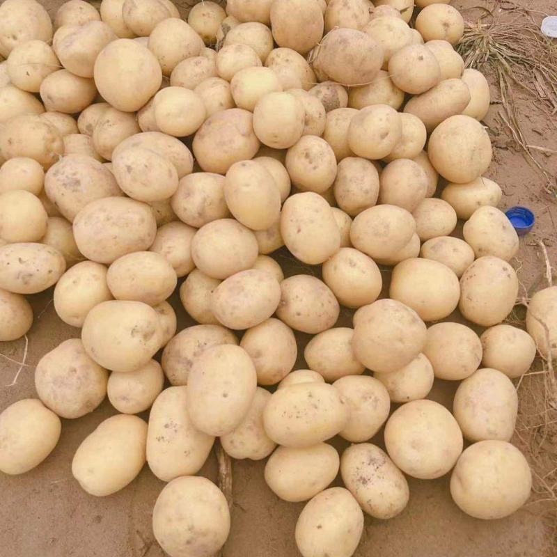 广西大号土豆上市实验v7沃土食堂电商工厂供应