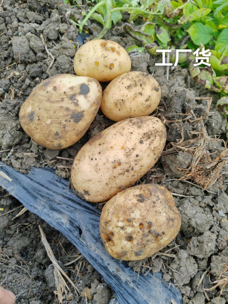 广西大号土豆上市实验v7沃土食堂电商工厂供应