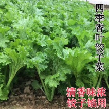 香菜种子花边香芥菜种子青菜籽香叶饺子菜特色菜春秋