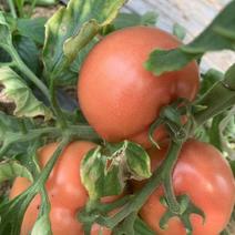 【优选】河南硬粉西红柿品质好对接全国货发全国