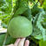 绿宝石甜瓜种子薄皮超甜香瓜种子春季四季脆瓜早熟高产