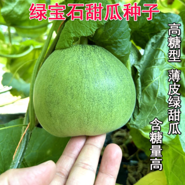 绿宝石甜瓜种子薄皮超甜香瓜种子春季四季脆瓜早熟高产