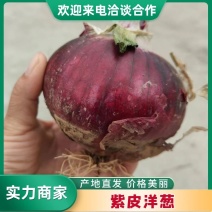 紫皮洋葱大量供应中基地直发对接全国市场等量大优惠