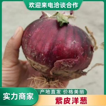 紫皮洋葱大量供应中基地直发对接全国市场等量大优惠