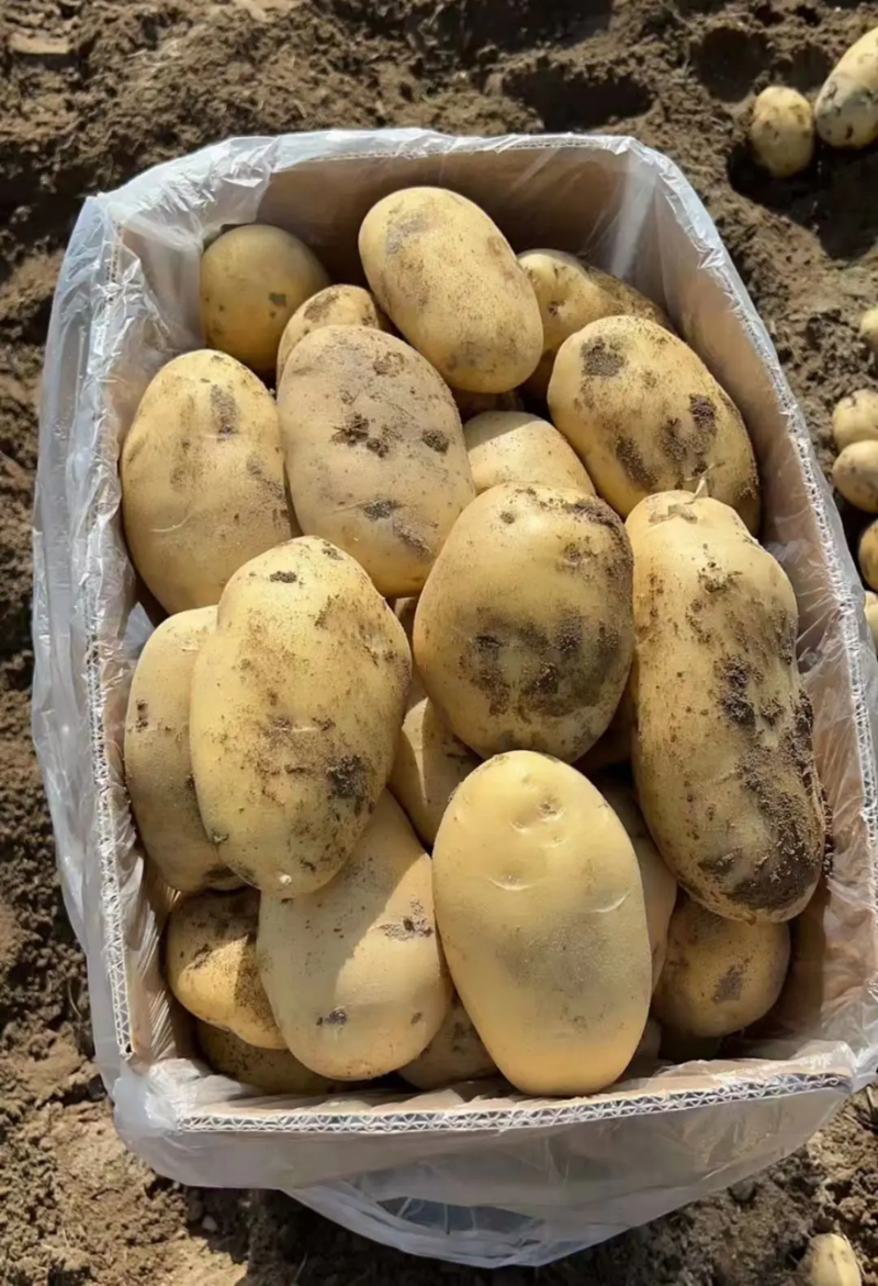 河南开封精品土豆荷兰v7黄心土豆希森品种齐全欢迎电联