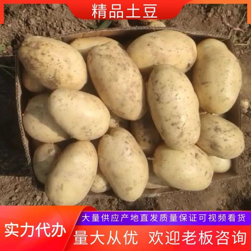 河南开封精品土豆荷兰v7黄心土豆希森品种齐全欢迎电联