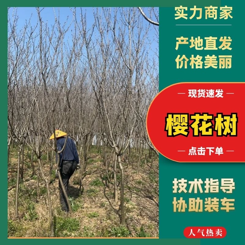 【园林可出售】樱花树优质树货源充足，全年发货欢迎电话咨询