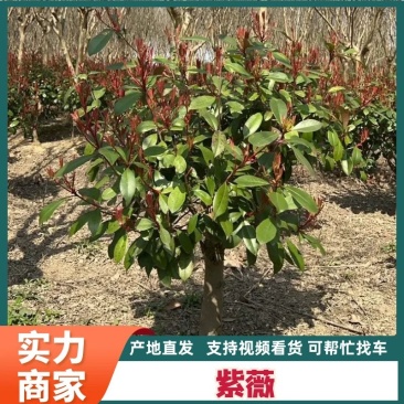 【园林可出售】紫薇，优质紫薇货源充足，全年发货欢迎电话咨询