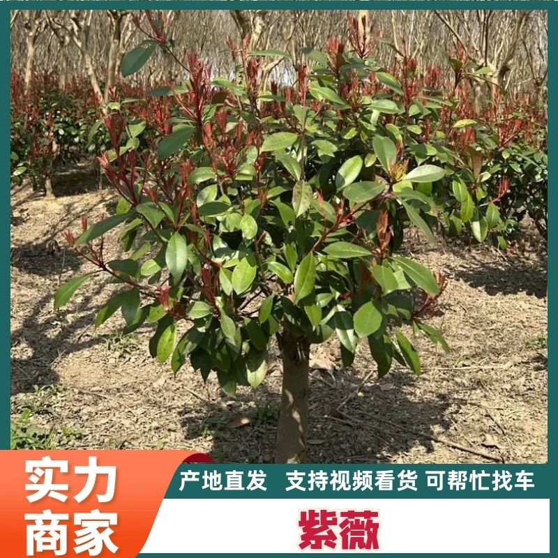【园林可出售】紫薇，优质紫薇货源充足，全年发货欢迎电话咨询