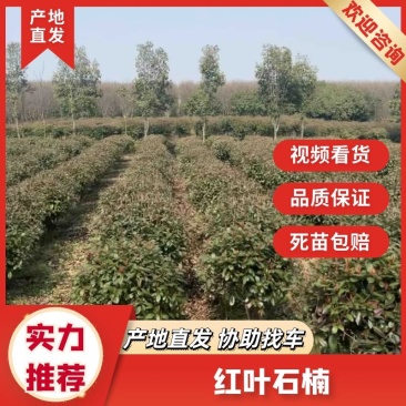 【园林可出售】石楠树优质树货源充足，全年发货欢迎电话咨询