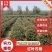 【园林可出售】石楠树优质树货源充足，全年发货欢迎电话咨询