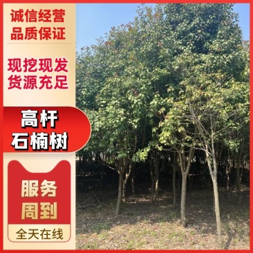 【园林可出售】高杆石楠树货源充足，全年发货欢迎电话咨询