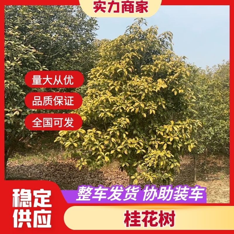 【园林可出售】挂花树优质树货源充足，全年发货欢迎电话咨询