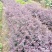 红叶石楠苗小苗规格齐全易成活可提供种植技大量从优