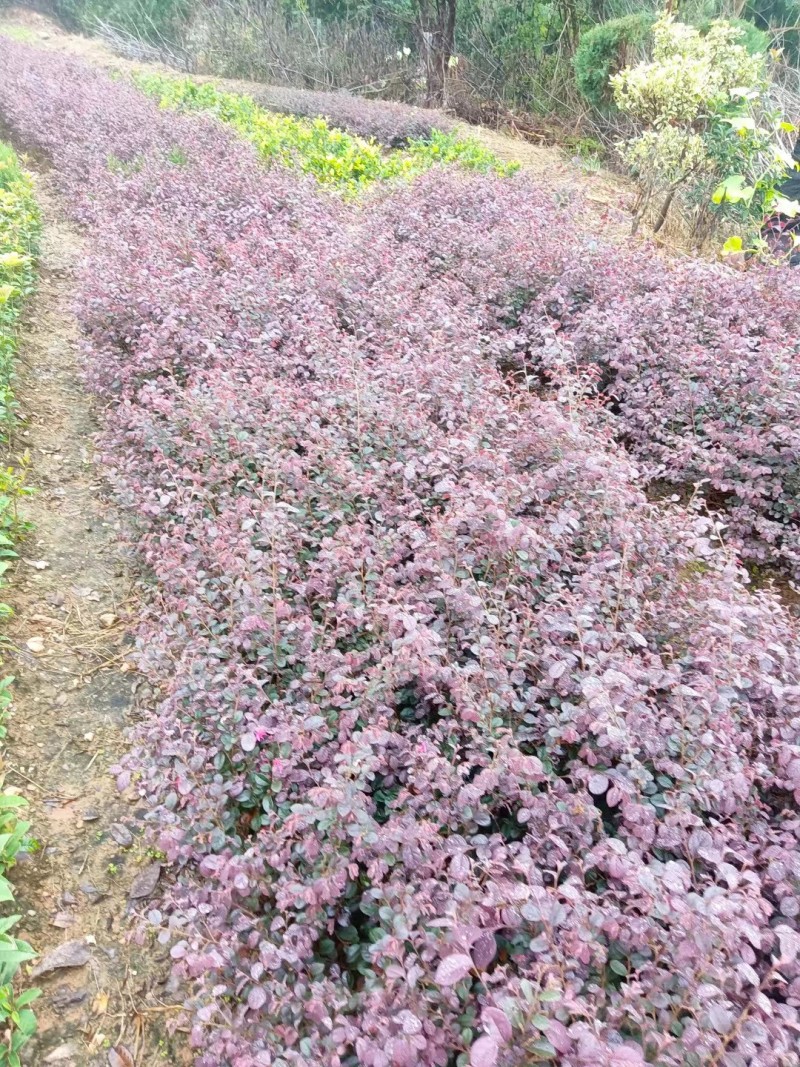 红叶石楠苗小苗规格齐全易成活可提供种植技大量从优