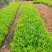 红叶石楠苗小苗规格齐全易成活可提供种植技大量从优