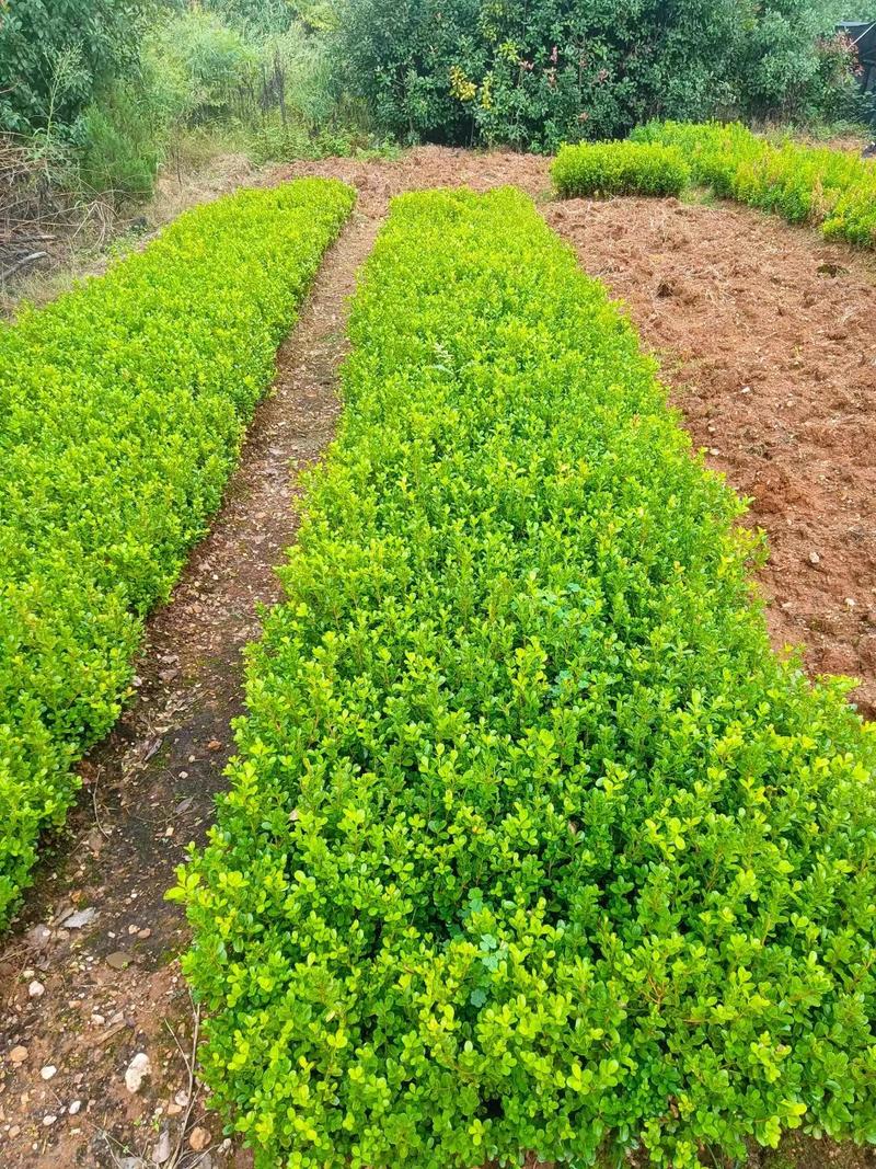 红叶石楠苗小苗规格齐全易成活可提供种植技大量从优