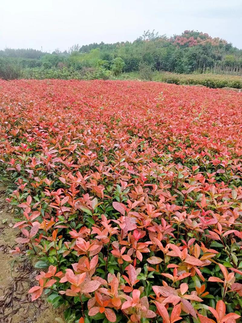 红叶石楠苗小苗规格齐全易成活可提供种植技大量从优