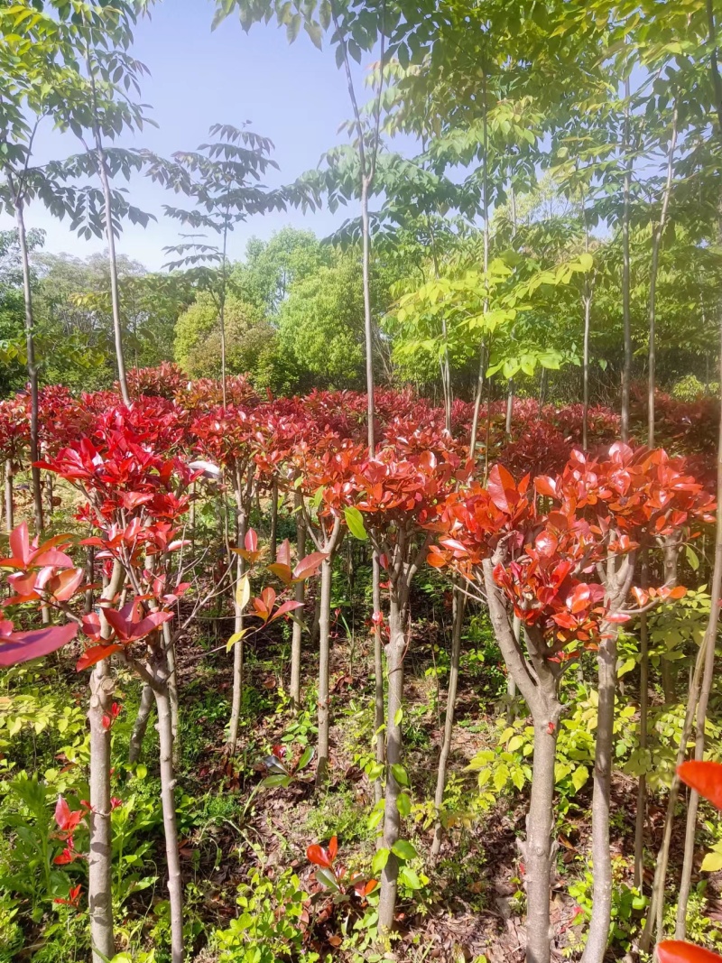 红叶石楠苗小苗规格齐全易成活可提供种植技大量从优