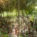 红叶石楠苗小苗规格齐全易成活可提供种植技大量从优