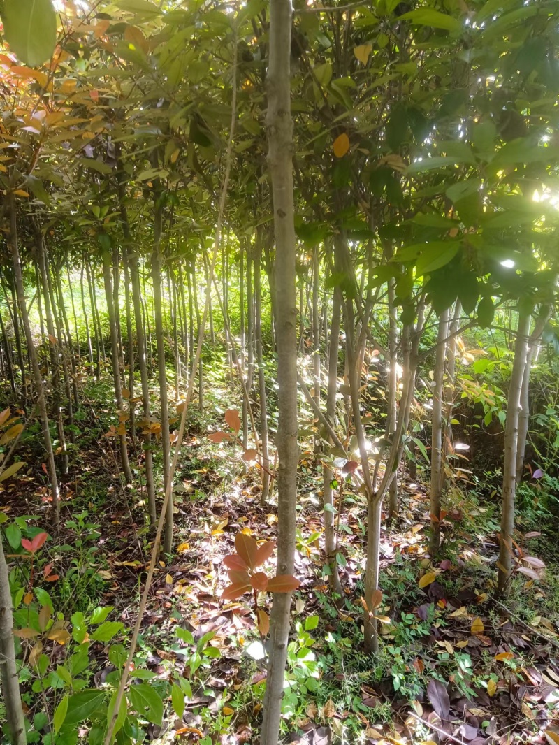 红叶石楠苗小苗规格齐全易成活可提供种植技大量从优