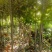 红叶石楠苗小苗规格齐全易成活可提供种植技大量从优