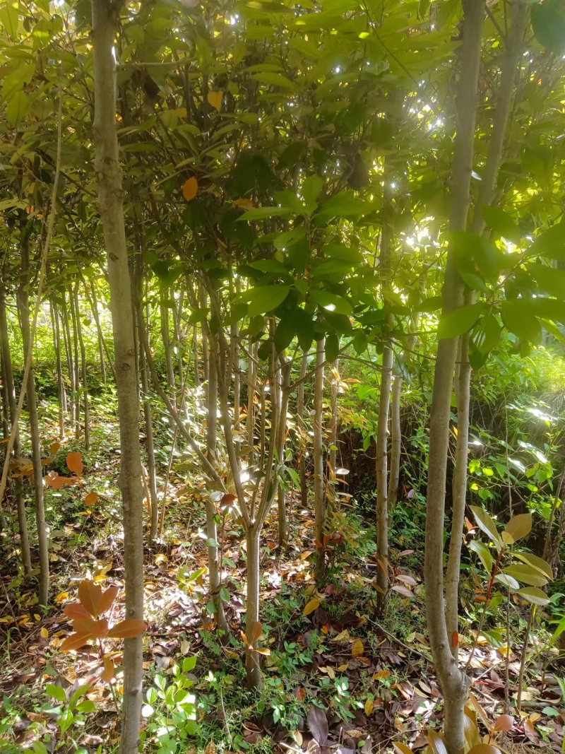 红叶石楠苗小苗规格齐全易成活可提供种植技大量从优