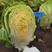 秋冠黄黄心白菜种子，早熟，半叠抱，70天采收，单球4公斤