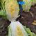 秋冠黄黄心白菜种子，早熟，半叠抱，70天采收，单球4公斤