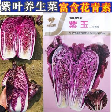 紫玉紫白菜种子，中熟，紫玉养生菜，口感鲜嫩，抗病，基地用