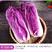 紫玉紫白菜种子，中熟，紫玉养生菜，口感鲜嫩，抗病，基地用