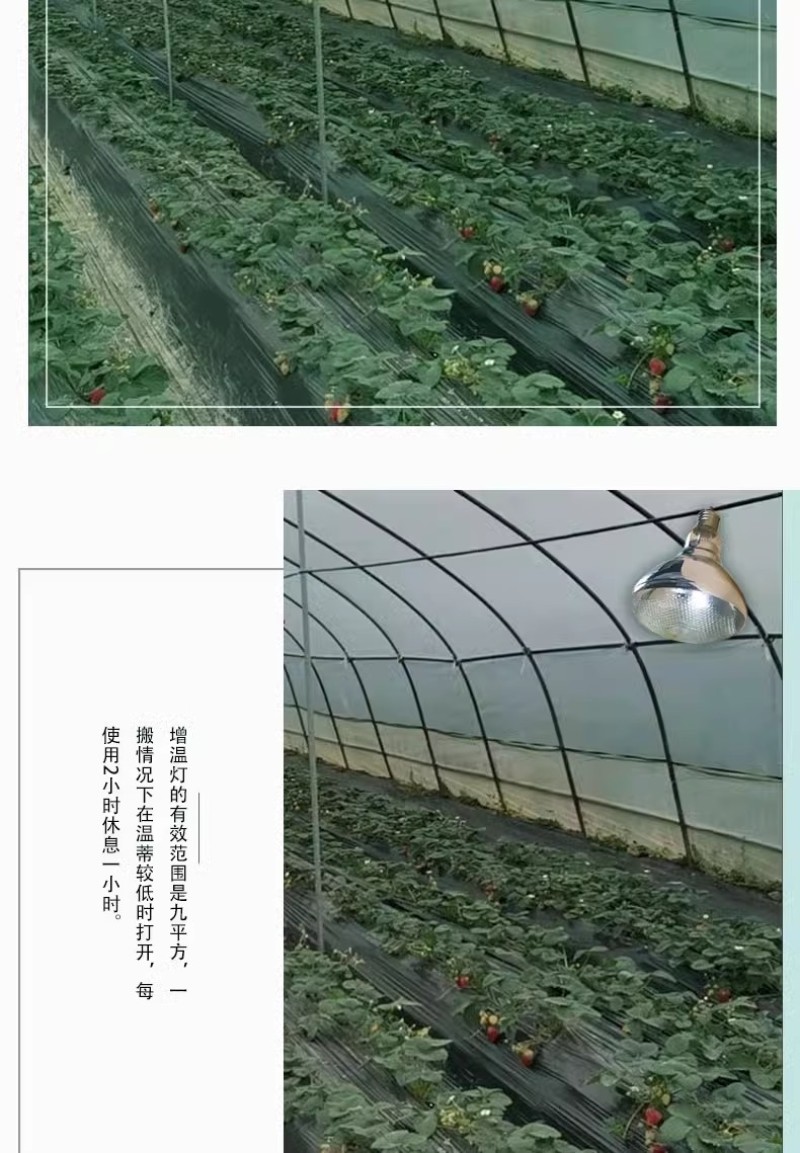 慧控生长灯动植物增温灯植物灯大温室花卉蔬菜保温灯红外线灯