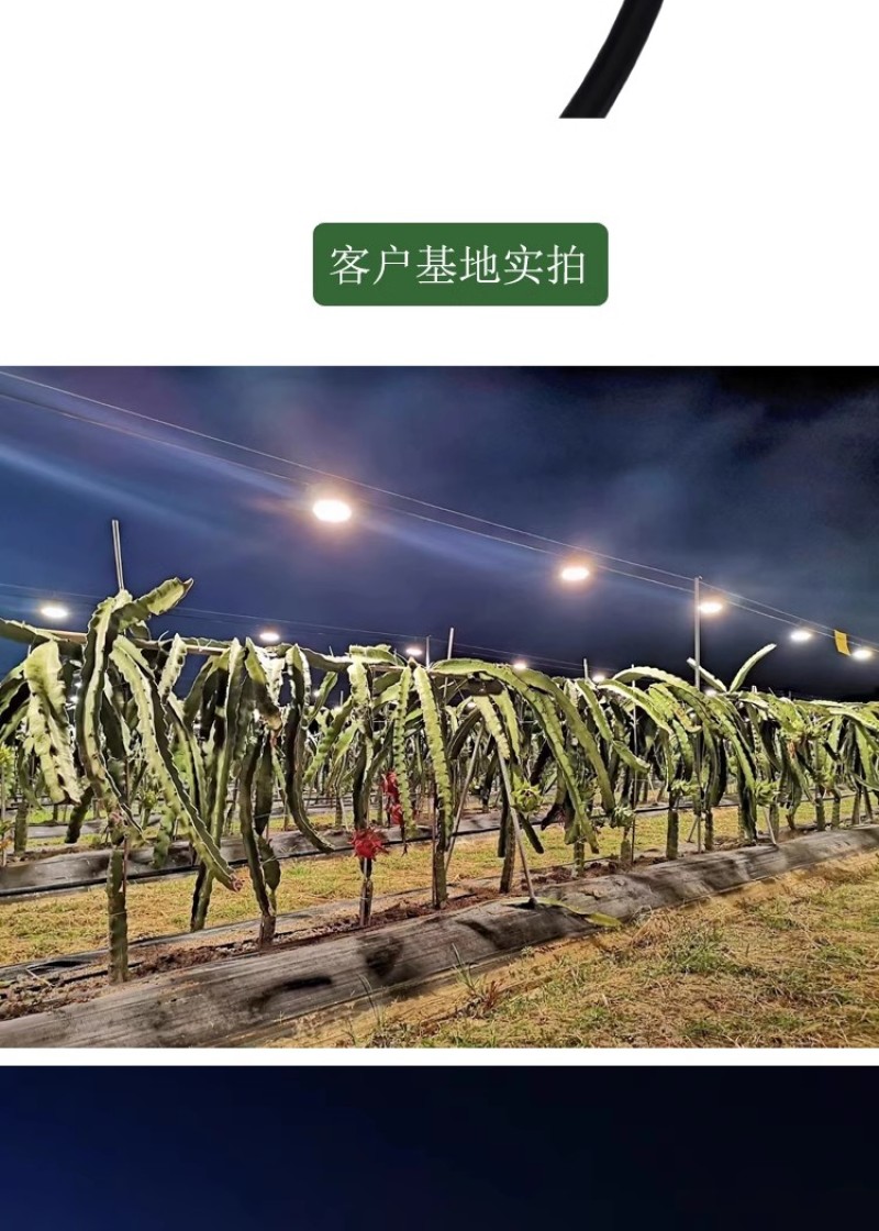 15瓦全光谱户外火龙果补光反季催熟灯泡大棚蔬菜飞碟生长灯