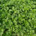 光杆茼蒿种子高杆速生茼蒿大田蔬菜种子高产茎白绿