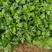 光杆茼蒿种子高杆速生茼蒿大田蔬菜种子高产茎白绿