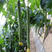 丝瓜种子新品018绿王子杂交一代高产早熟香丝瓜