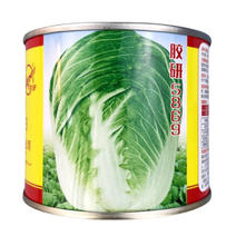 胶研5869新一代胶州大白菜种子蔬菜籽秋季高产抗病抗寒
