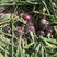 基地用洋葱种子东京紫玉100g深紫红色中熟球形紫