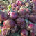 基地用洋葱种子东京紫玉100g深紫红色中熟球形紫