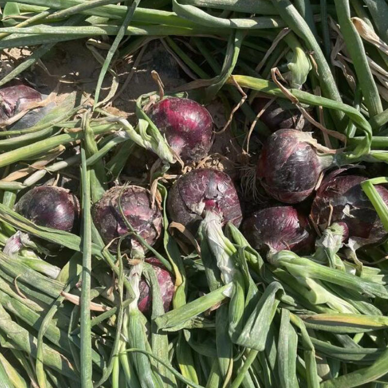 日本进口蔬菜基地大田圆葱头紫宝冠玉葱球葱紫皮洋葱种子10