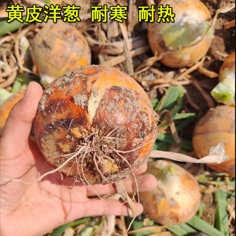 黄皮洋葱种子日本黄金大玉葱种籽高产耐寒春秋中熟农家圆球形