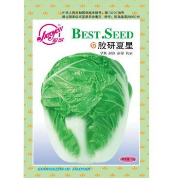 夏星大白菜种子夏季越夏抗热50天早熟蔬菜阳台种菜四