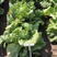 夏星大白菜种子夏季越夏抗热50天早熟蔬菜阳台种菜四