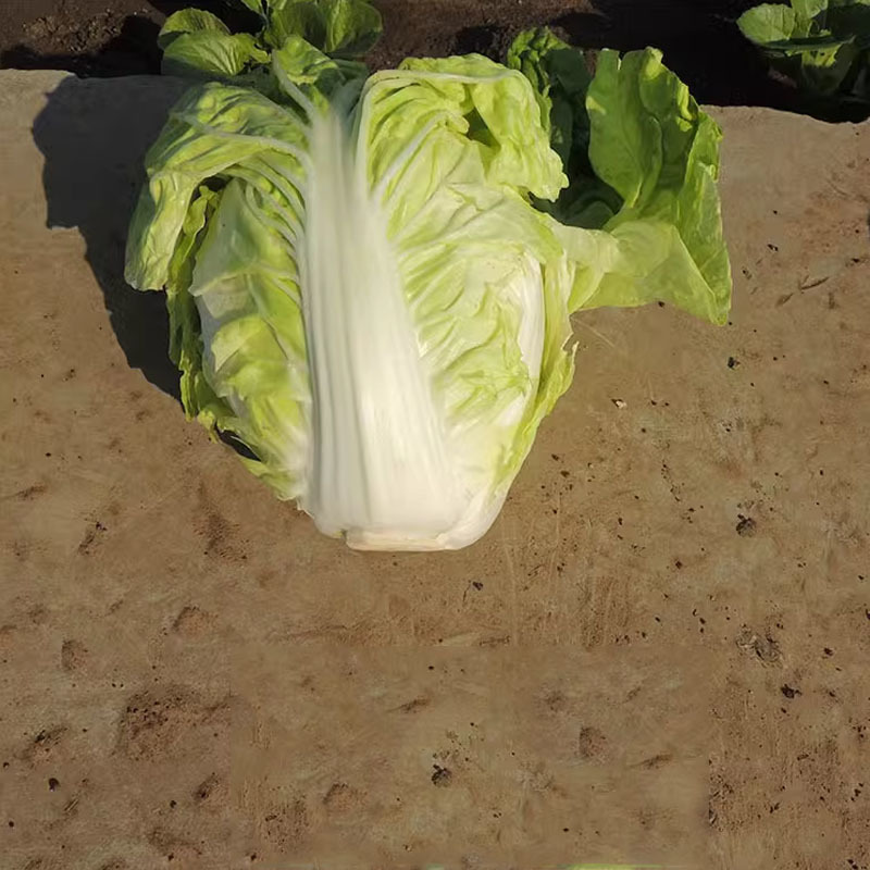 夏星大白菜种子夏季越夏抗热50天早熟蔬菜阳台种菜四