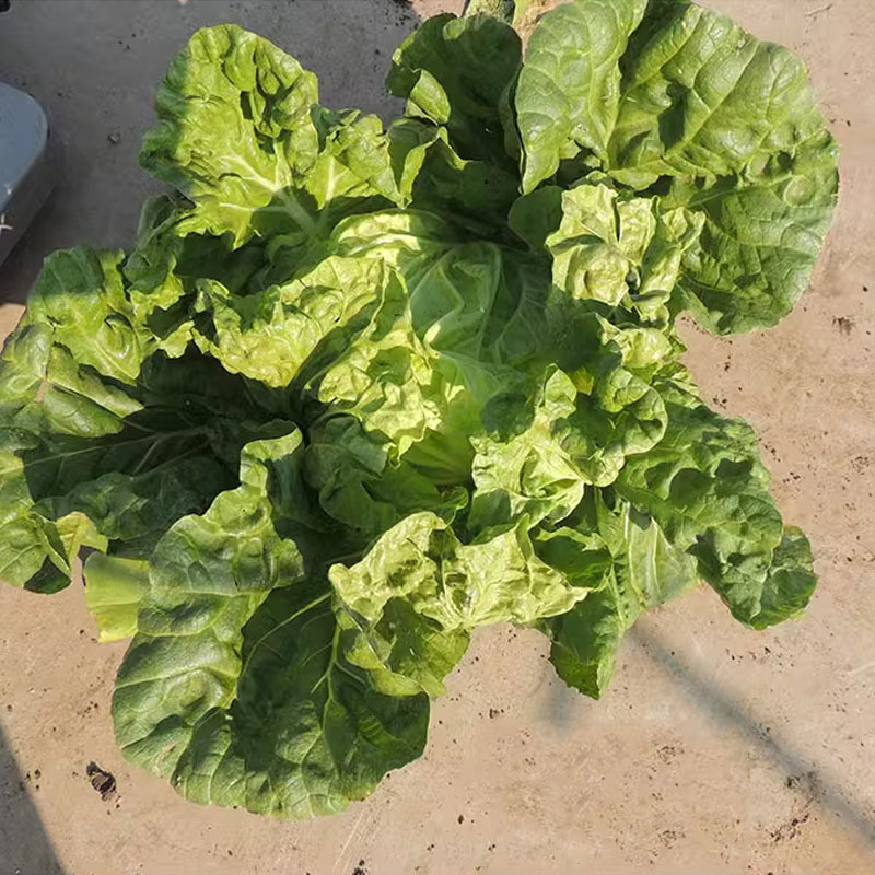 夏星大白菜种子夏季越夏抗热50天早熟蔬菜阳台种菜四