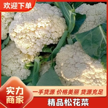 精品有机花菜松花菜货源充足价格优惠白面青梗大量供应