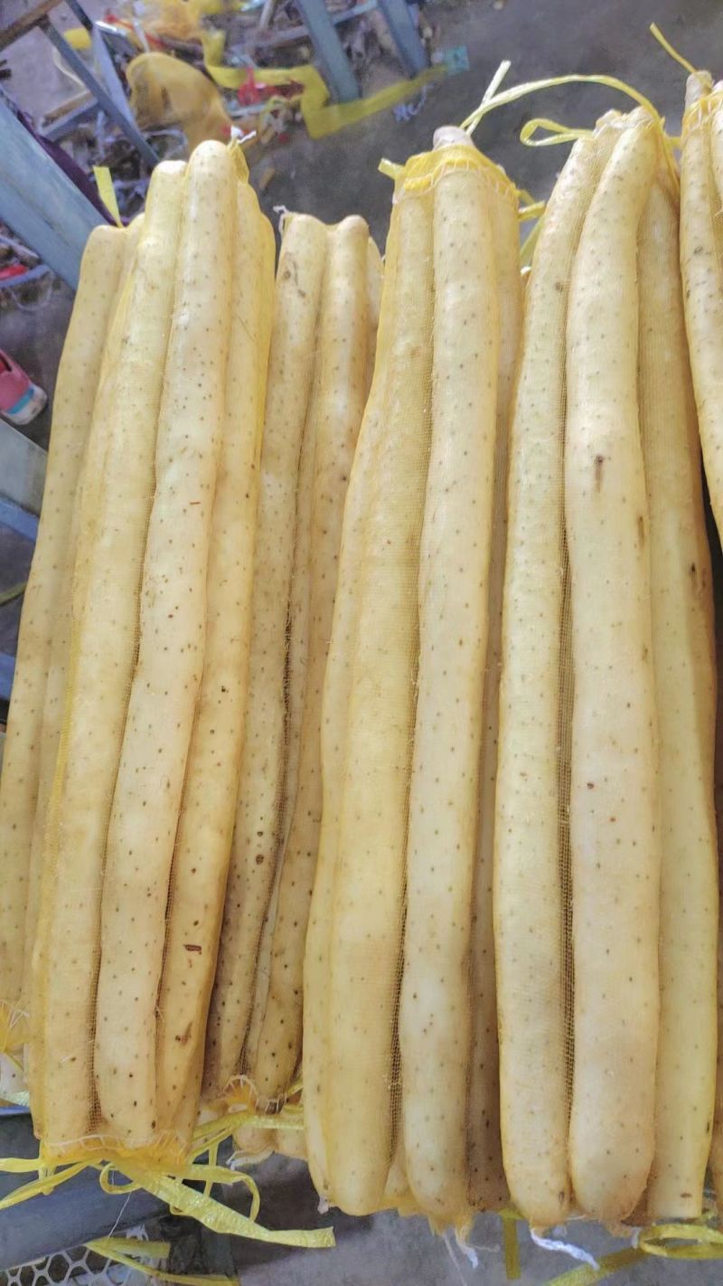精品水洗双棒山药规格齐全品质保证诚信经营量大从优