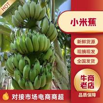 广东湛江徐闻粉蕉、小米蕉一手货源，蕉地可以视频